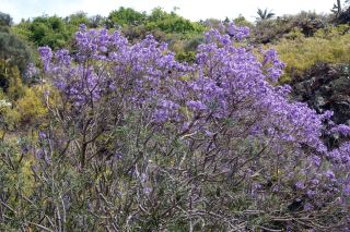 GC-Jardin Botanico Viera 2019-22.JPG